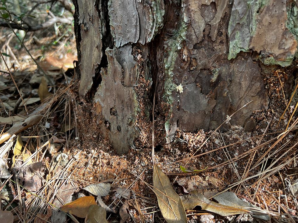 Photo of Pine Borers damage on a tree trunk